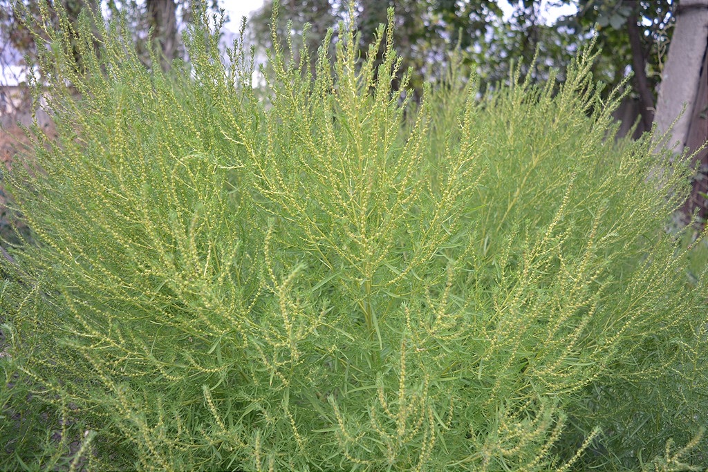Image of Bassia scoparia f. trichophylla specimen.