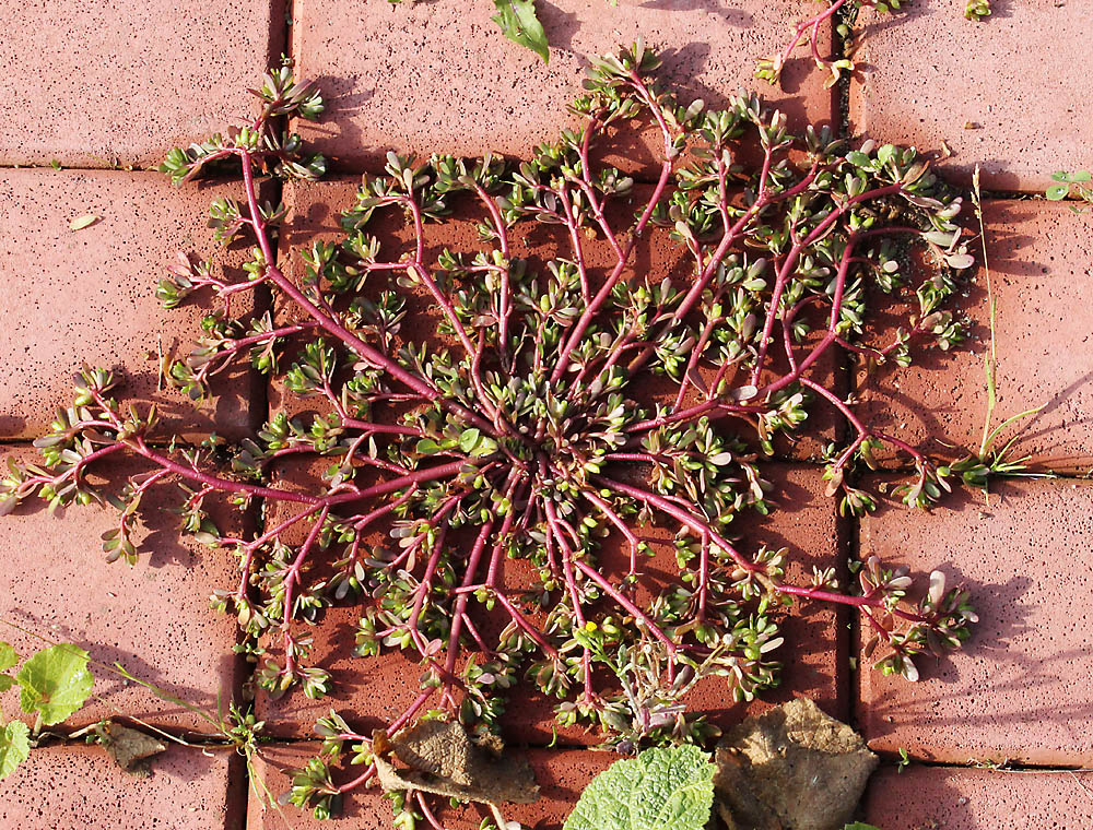 Image of Portulaca oleracea specimen.