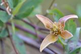 Clematis glauca. Цветок. Казахстан, Алматинская обл., Кербулакский р-н, левый берег р. Коксу в р-не пос. Буденновское, полоса кустарников между остепненным лугом и галечным пляжем, 1100 м н.у.м. 25.08.2016.