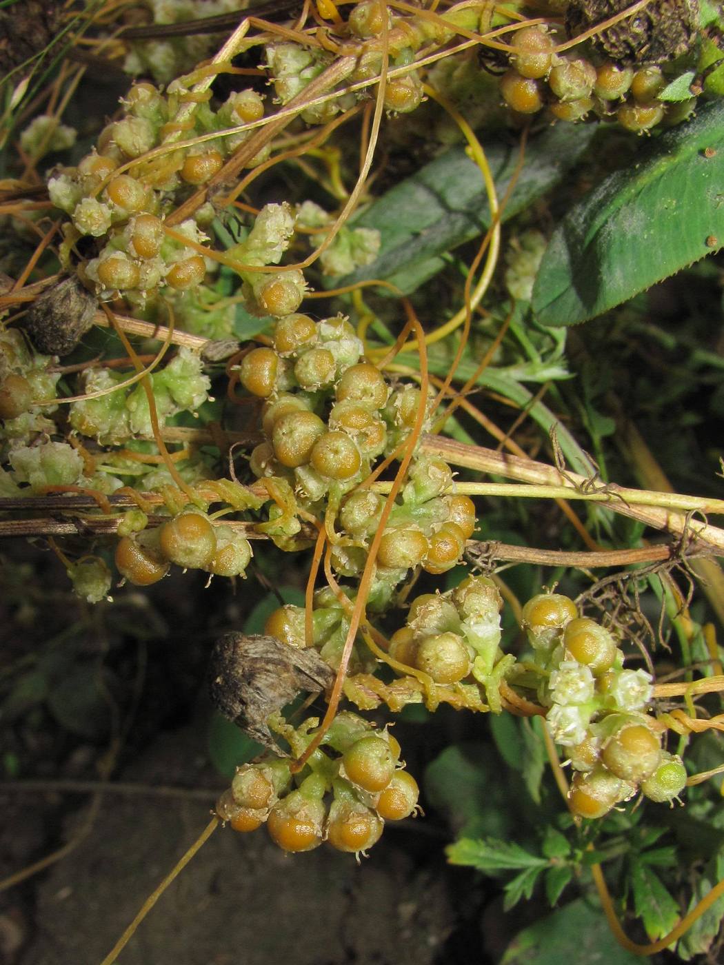 Image of Cuscuta campestris specimen.