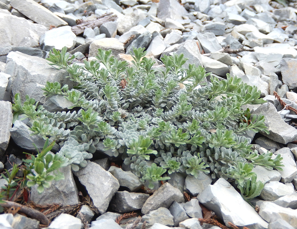 Image of Odontarrhena obtusifolia specimen.