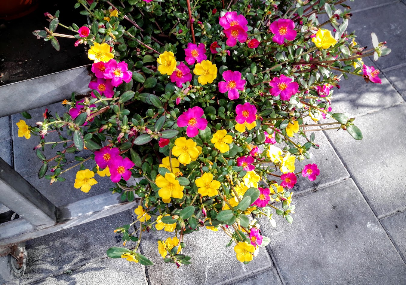 Изображение особи Portulaca umbraticola.