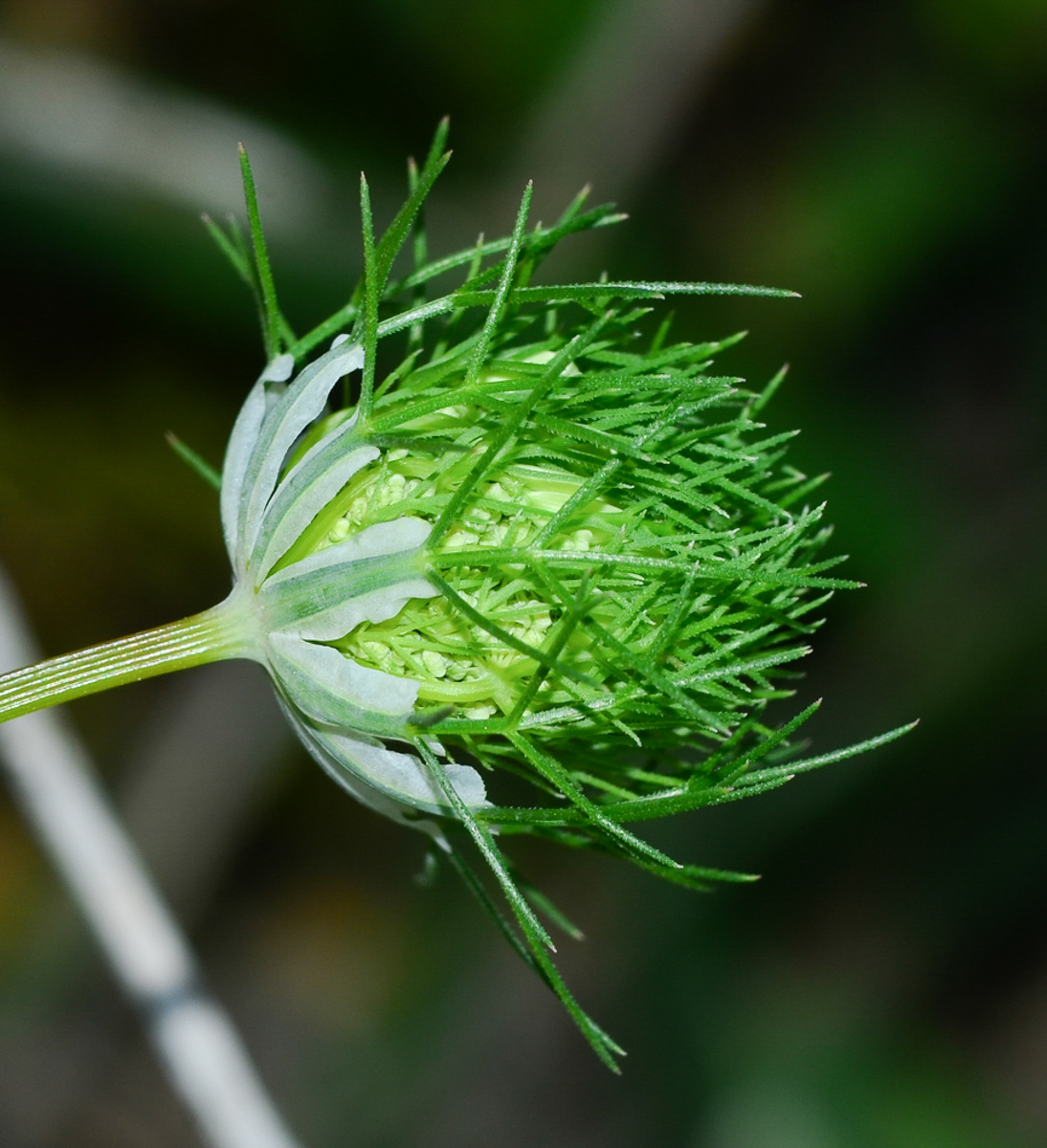 Изображение особи Artedia squamata.