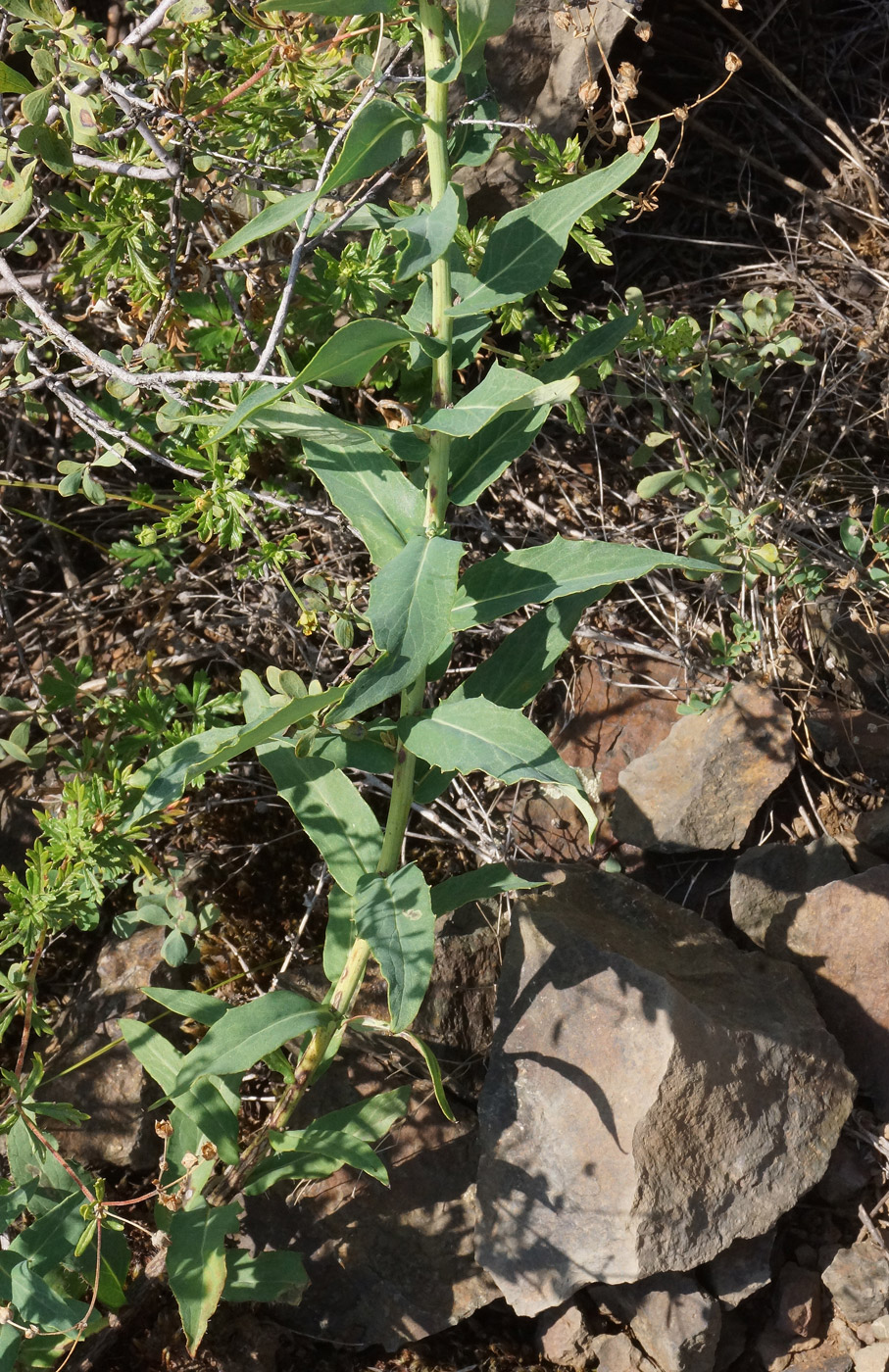 Изображение особи Hieracium robustum.