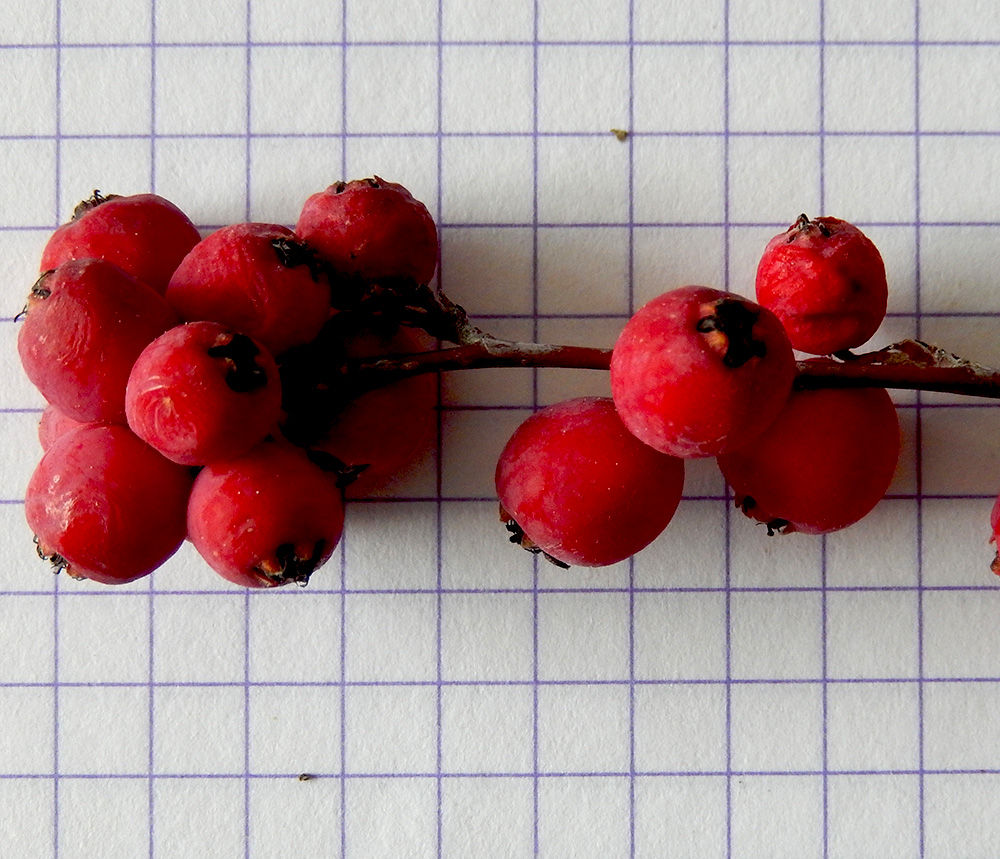 Image of Cotoneaster suavis specimen.