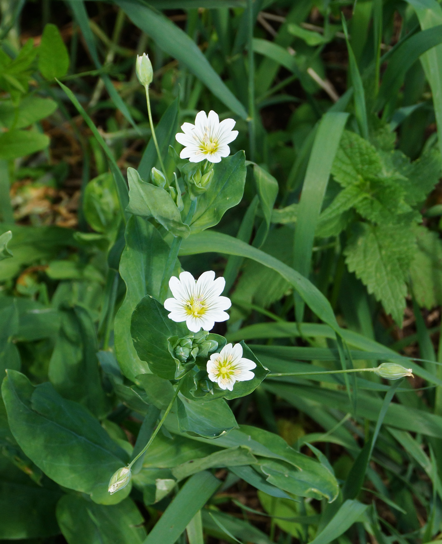 Изображение особи Cerastium davuricum.