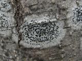 familia Lecideaceae. Таллом с апотециями. Архангельская обл., Приморский р-н, окр. пос. Боброво, лес, на стволе (скорее всего, мёртвом) Alnus incana. 14.05.2013.