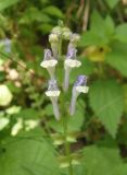 Scutellaria altissima. Верхушка соцветия с цветками и незрелыми плодами. Украина, Сумская обл., г. Тростянец, Парк-памятник садово-паркового искусства \"Нескучное\", лес, возле пруда. 11.06.2015.