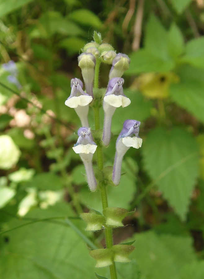 Image of Scutellaria altissima specimen.