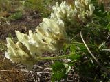 Oxytropis evenorum