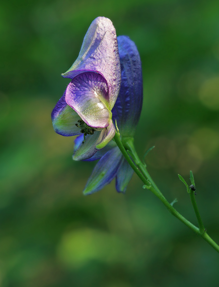 Изображение особи Aconitum neosachalinense.