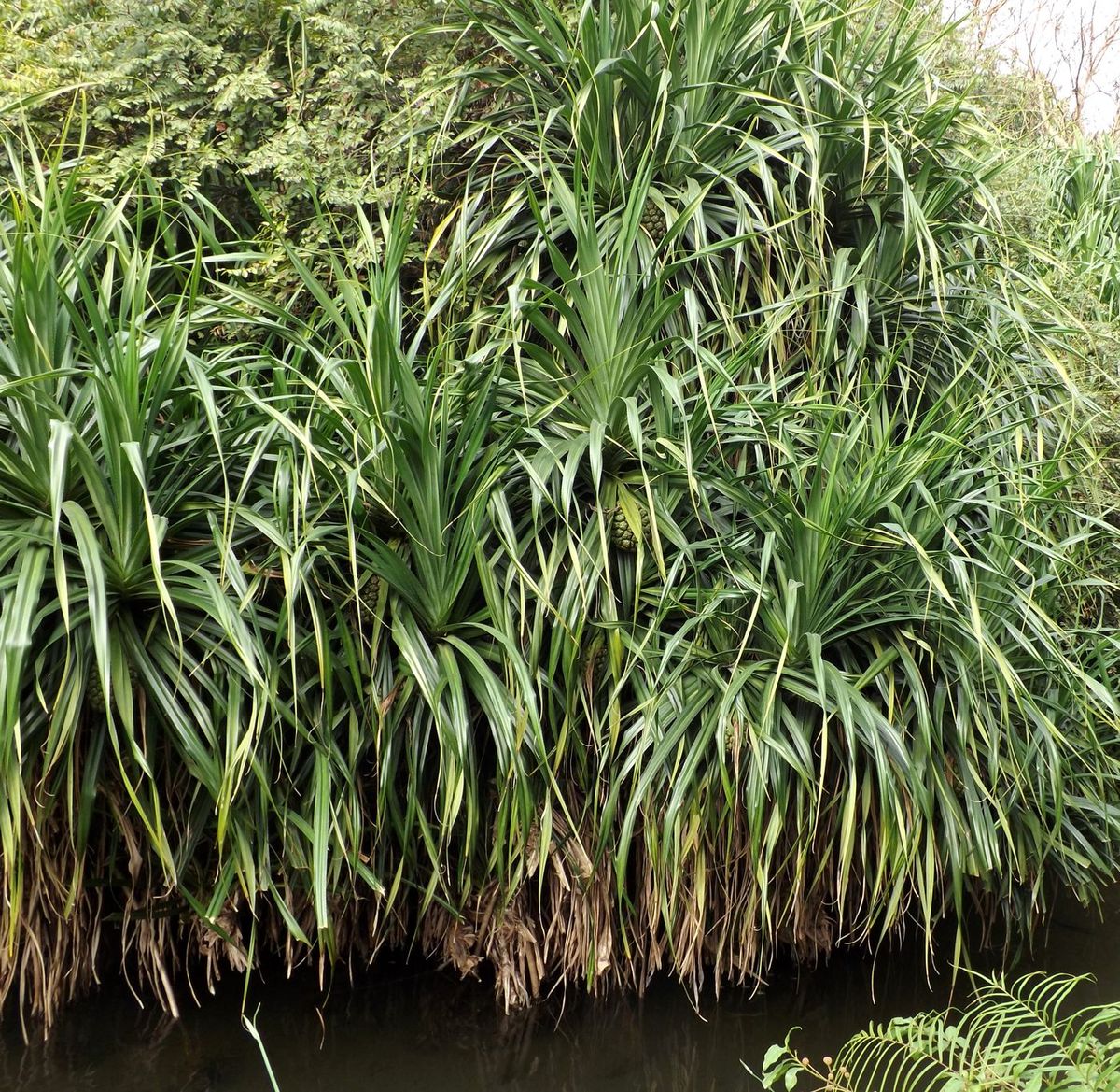 Изображение особи Pandanus tectorius.