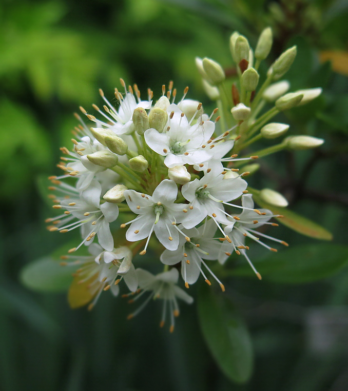 Изображение особи Rhododendron micranthum.