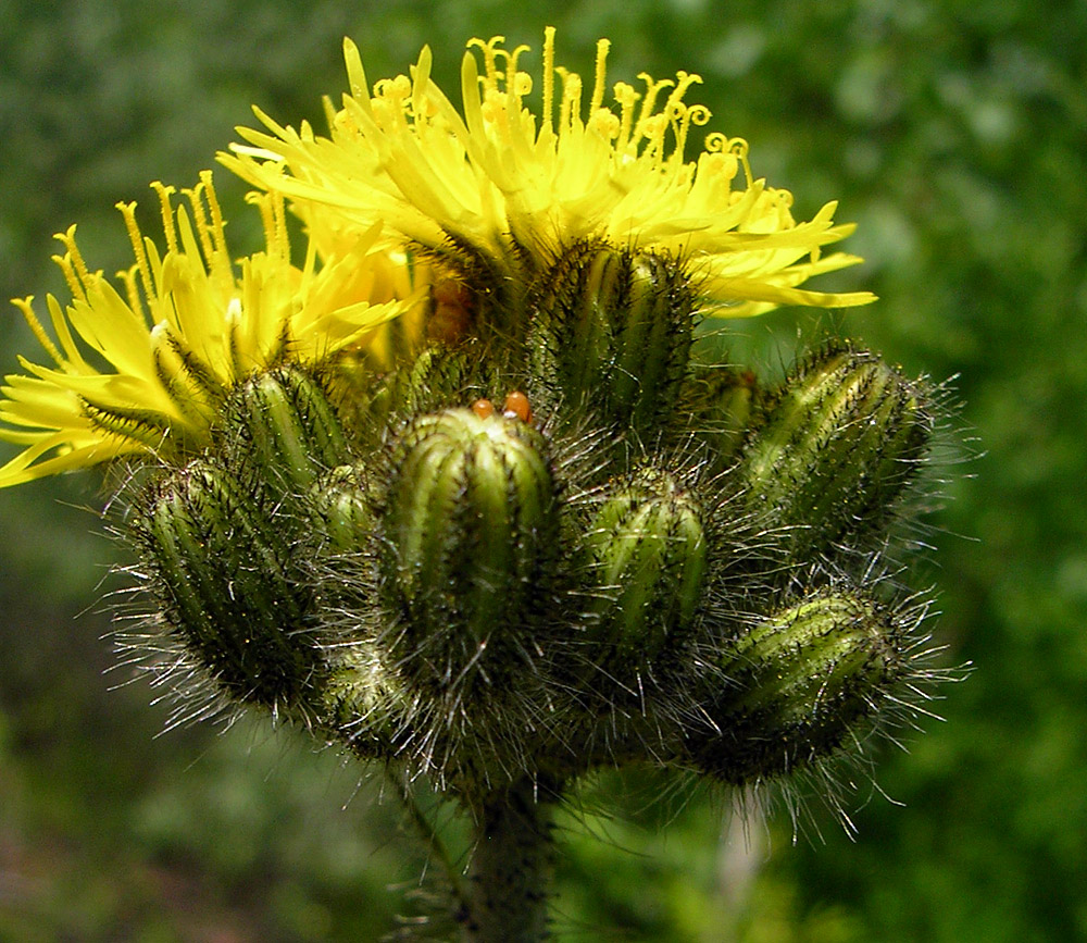 Image of genus Pilosella specimen.