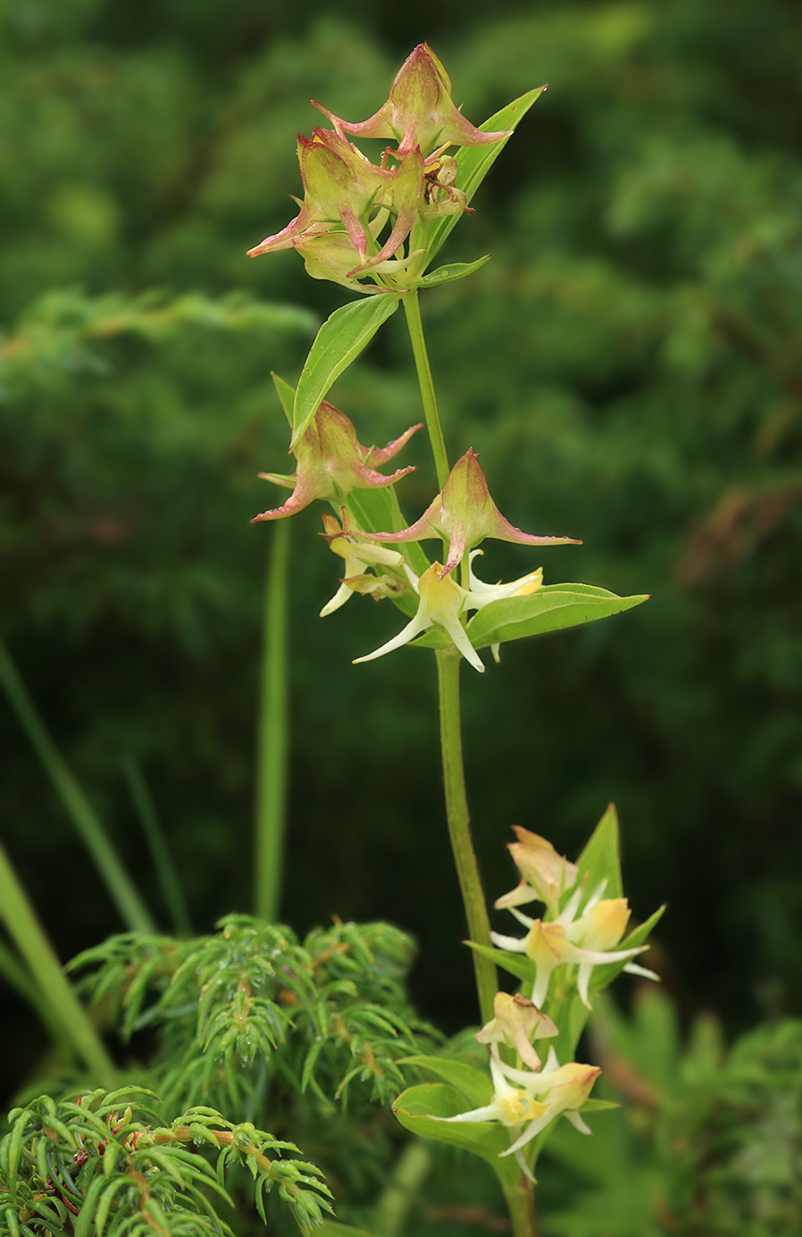 Изображение особи Halenia corniculata.