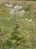 Echinops sphaerocephalus. Цветущее растение. Украина, Запорожская обл., Черниговский р-н, долина реки Токмачки, степь. 31.07.2016.