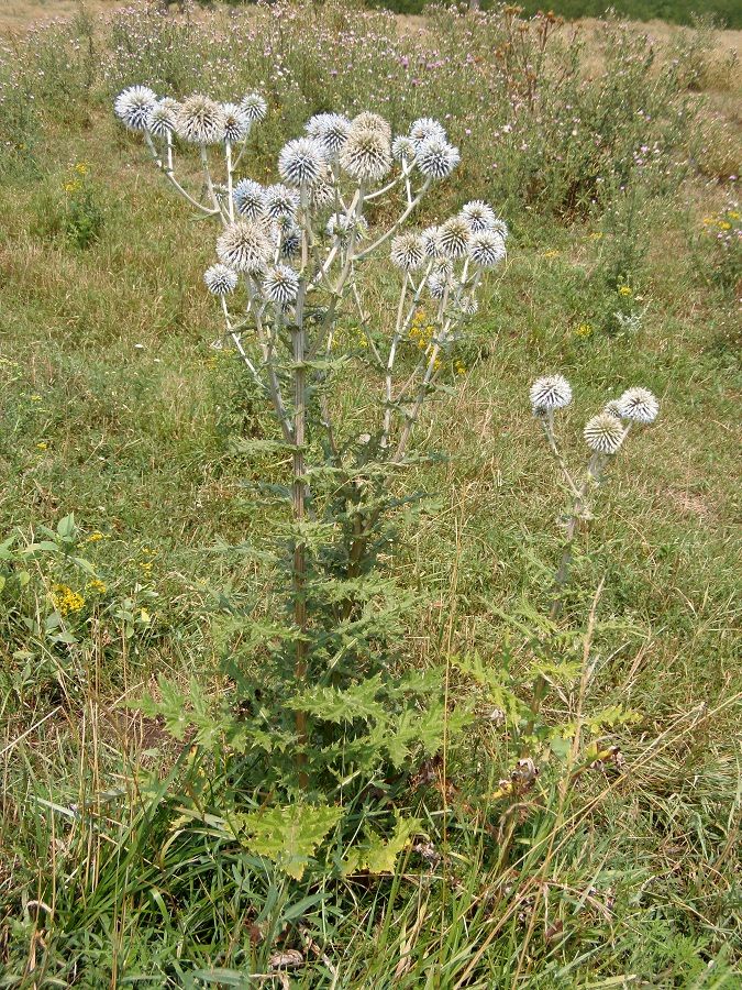 Изображение особи Echinops sphaerocephalus.