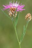 Centaurea jacea