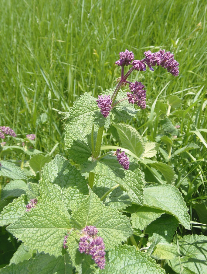 Изображение особи Salvia verticillata.