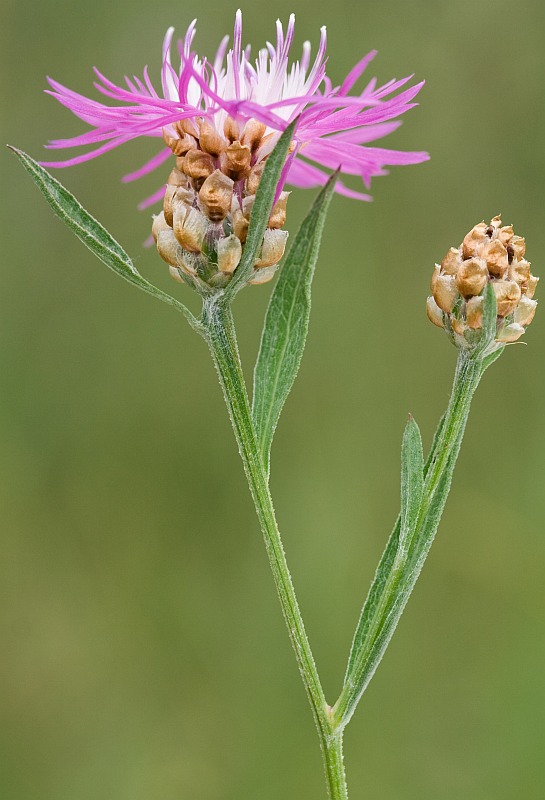 Image of Centaurea jacea specimen.