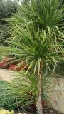 Cordyline