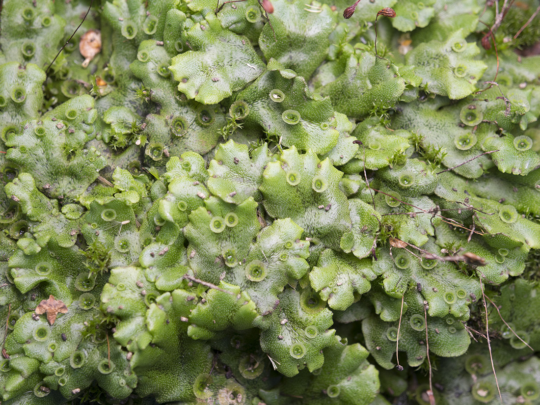 Изображение особи Marchantia polymorpha.