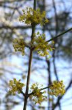 Cornus mas