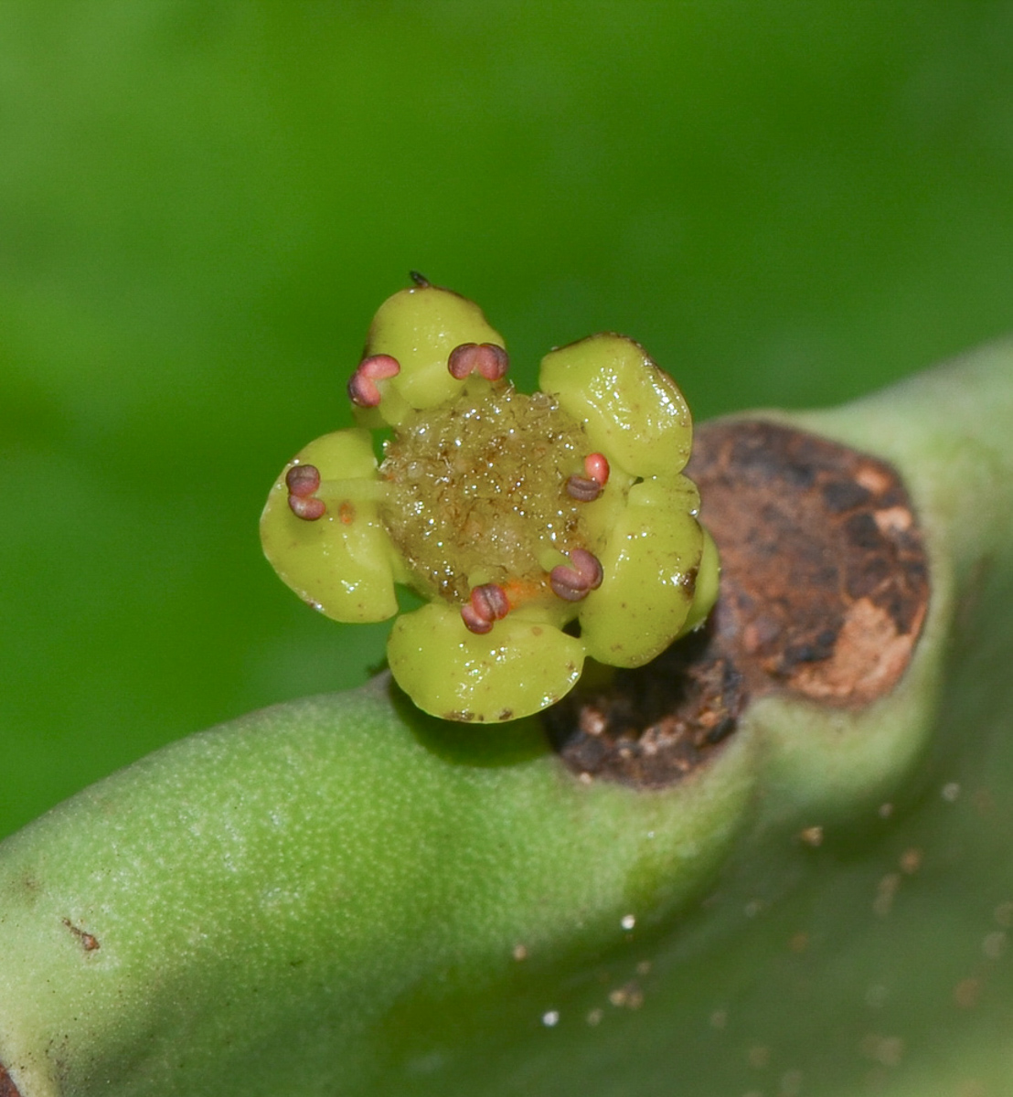 Изображение особи Euphorbia ingens.