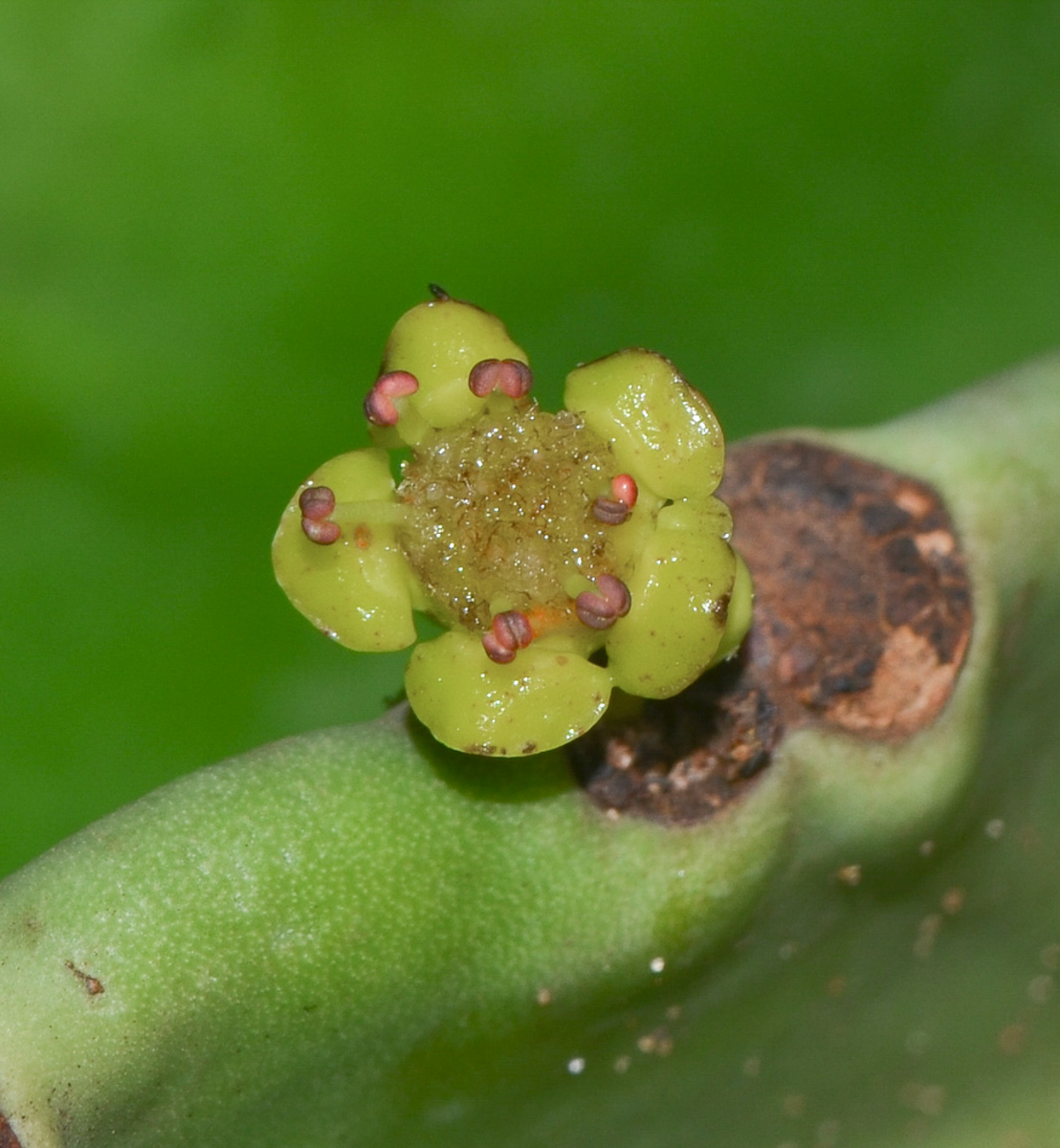 Image of Euphorbia ingens specimen.