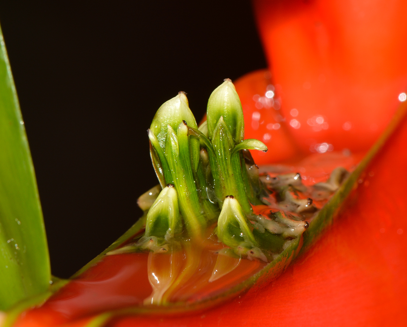 Image of Heliconia stricta specimen.