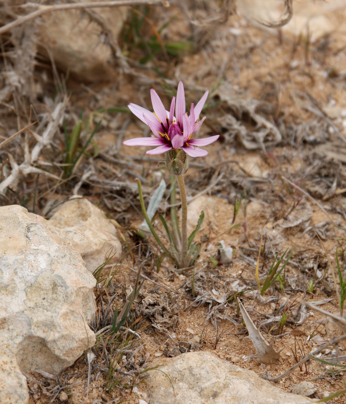 Image of Scorzonera undulata specimen.