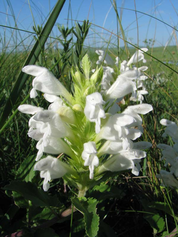 Image of Dracocephalum heterophyllum ssp. ovalifolium specimen.