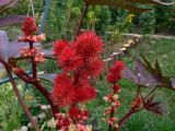 Ricinus communis. Соплодия, мужские цветки и бутоны. Свердловская обл., г. Екатеринбург, пос. Шабровский, дачный участок. 10.08.2016.