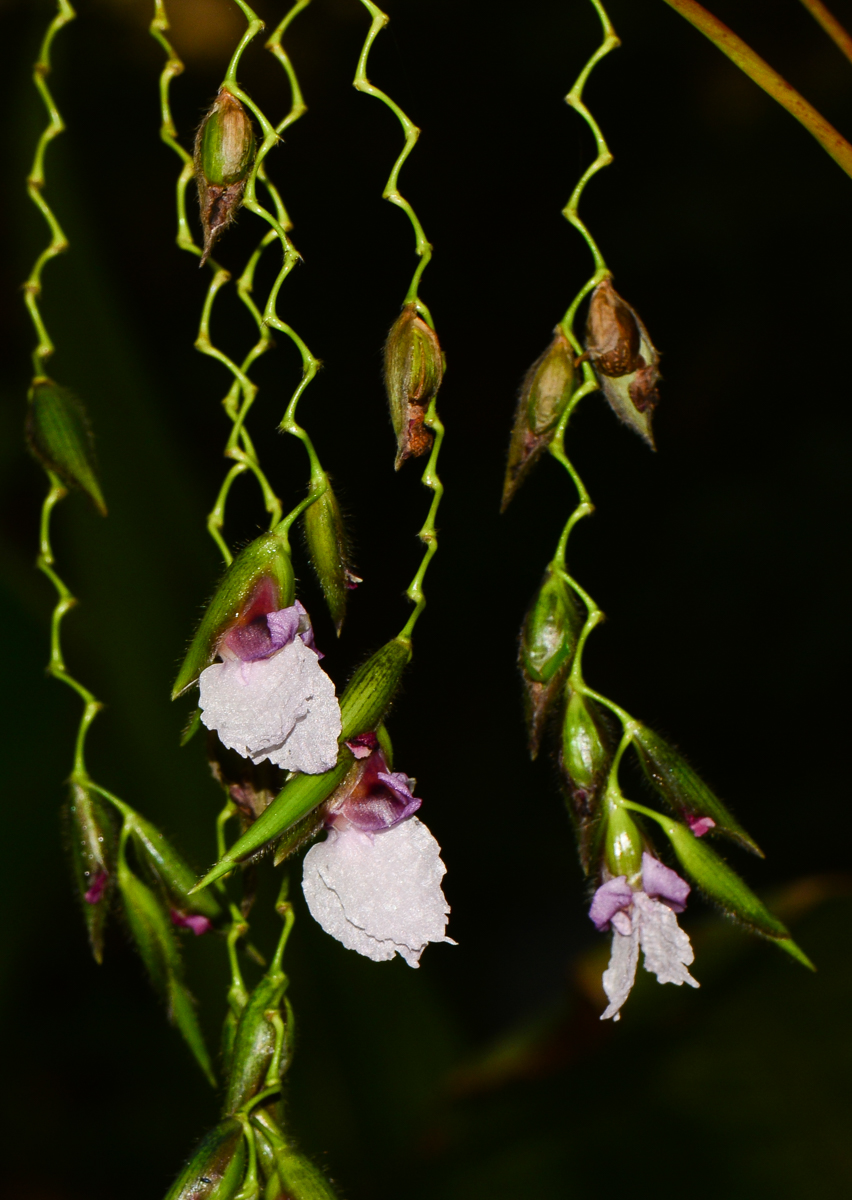 Image of Thalia geniculata specimen.