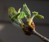 Aesculus hippocastanum. Верхушка побега с развивающимися листовыми почками. Московская обл., Раменский р-н, окр. дер. Хрипань, садовый участок. 02.05.2017.