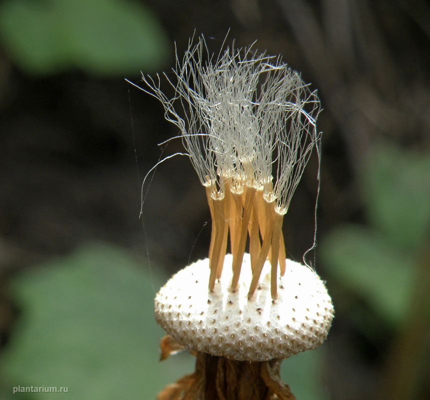 Image of Tussilago farfara specimen.