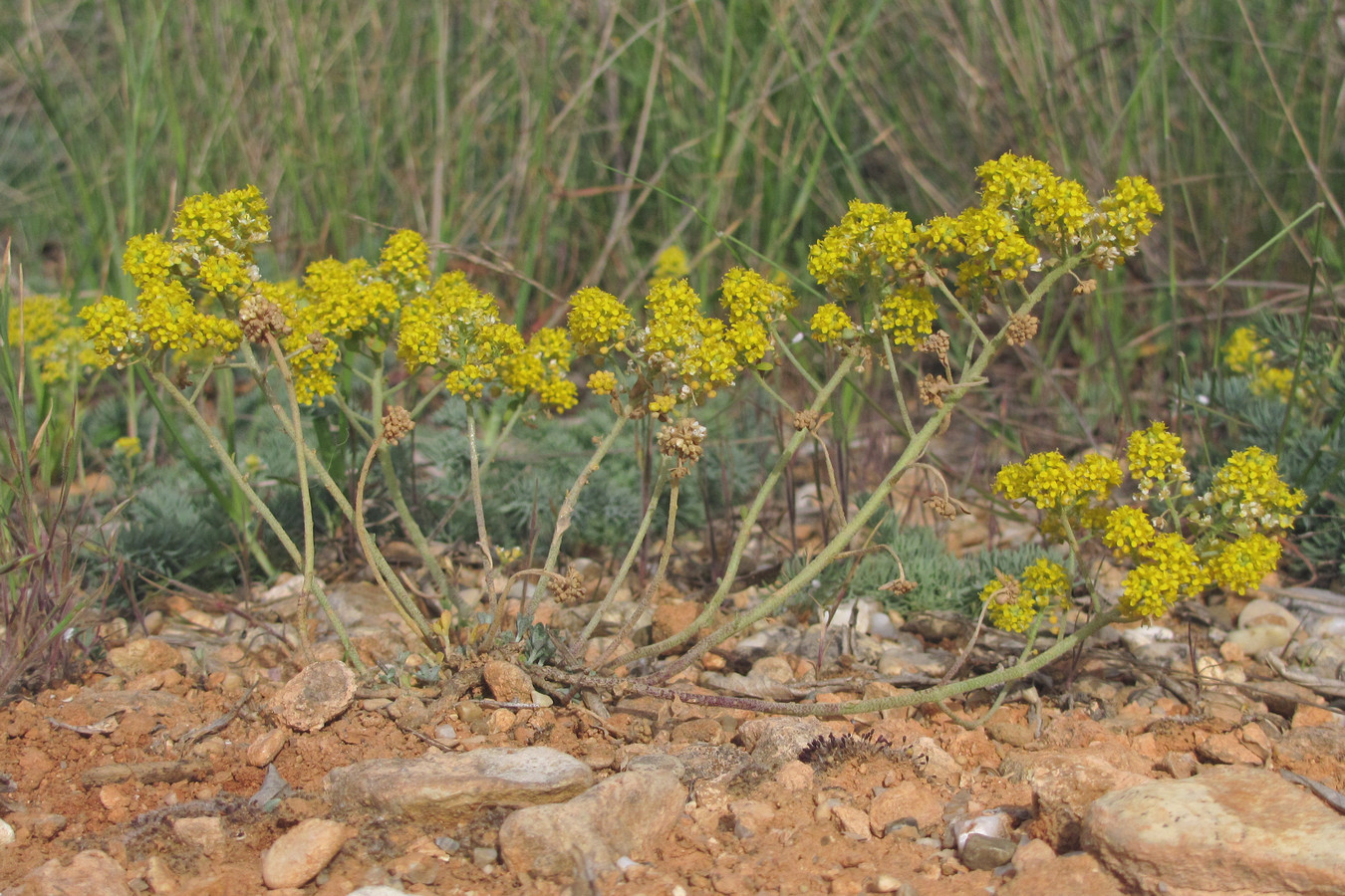 Image of Odontarrhena tortuosa specimen.