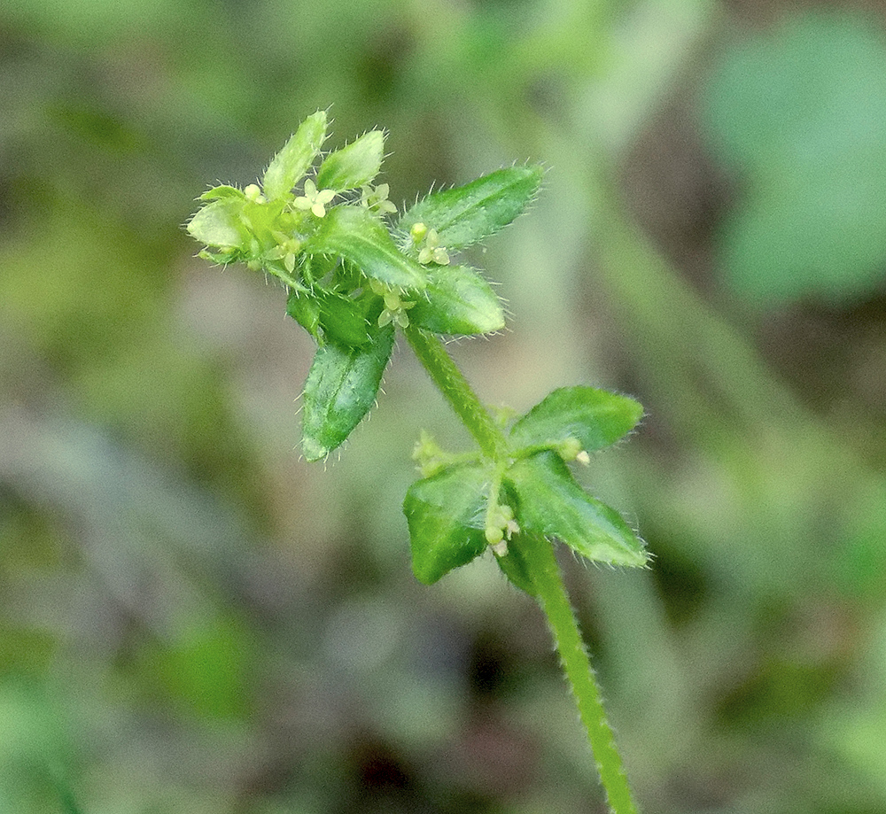 Изображение особи Cruciata pedemontana.