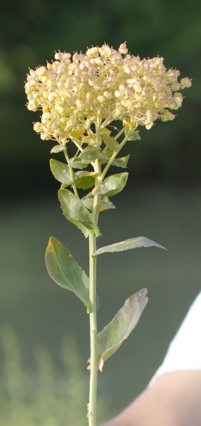 Image of Cardaria repens specimen.