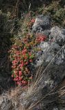 Empetrum rubrum. Плодоносящее растение. Чили, пров. Магальянес, нац. парк Pali Aike, верещатник по каменистым выходам. 16.03.2014.