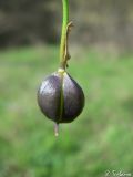 Scilla bifolia