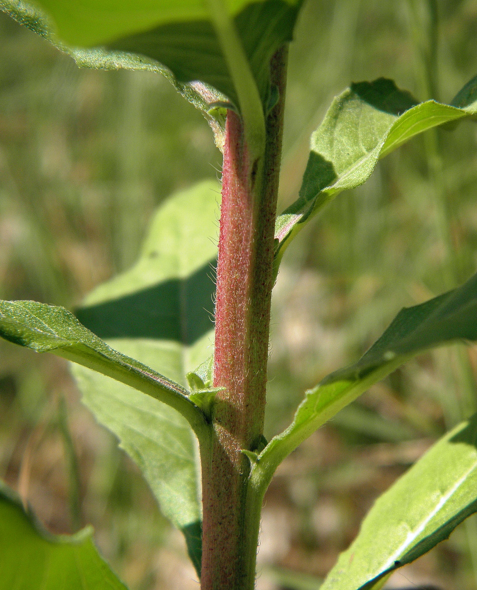 Изображение особи род Oenothera.