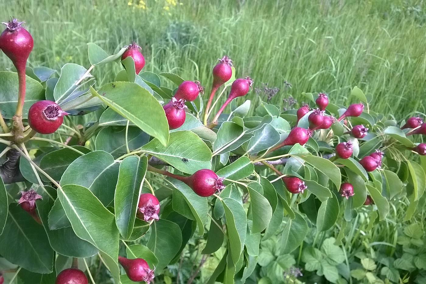 Изображение особи Pyrus communis.