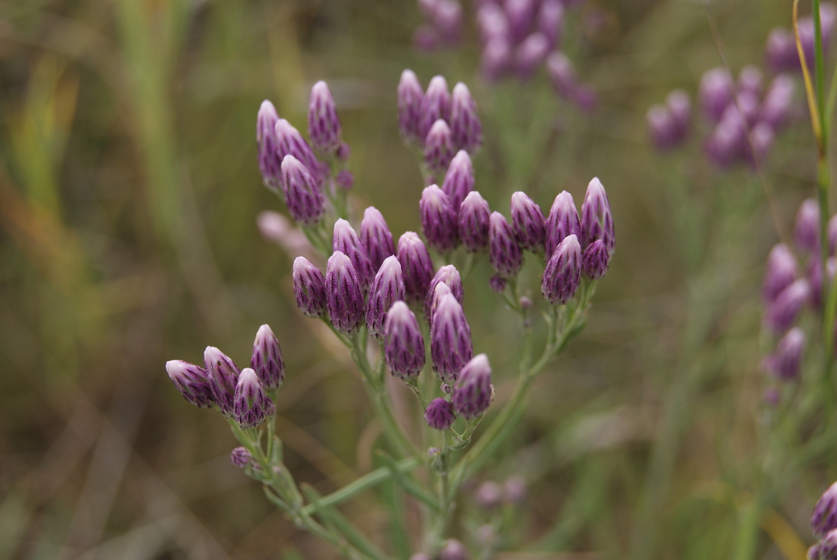 Image of Jurinea multiflora specimen.