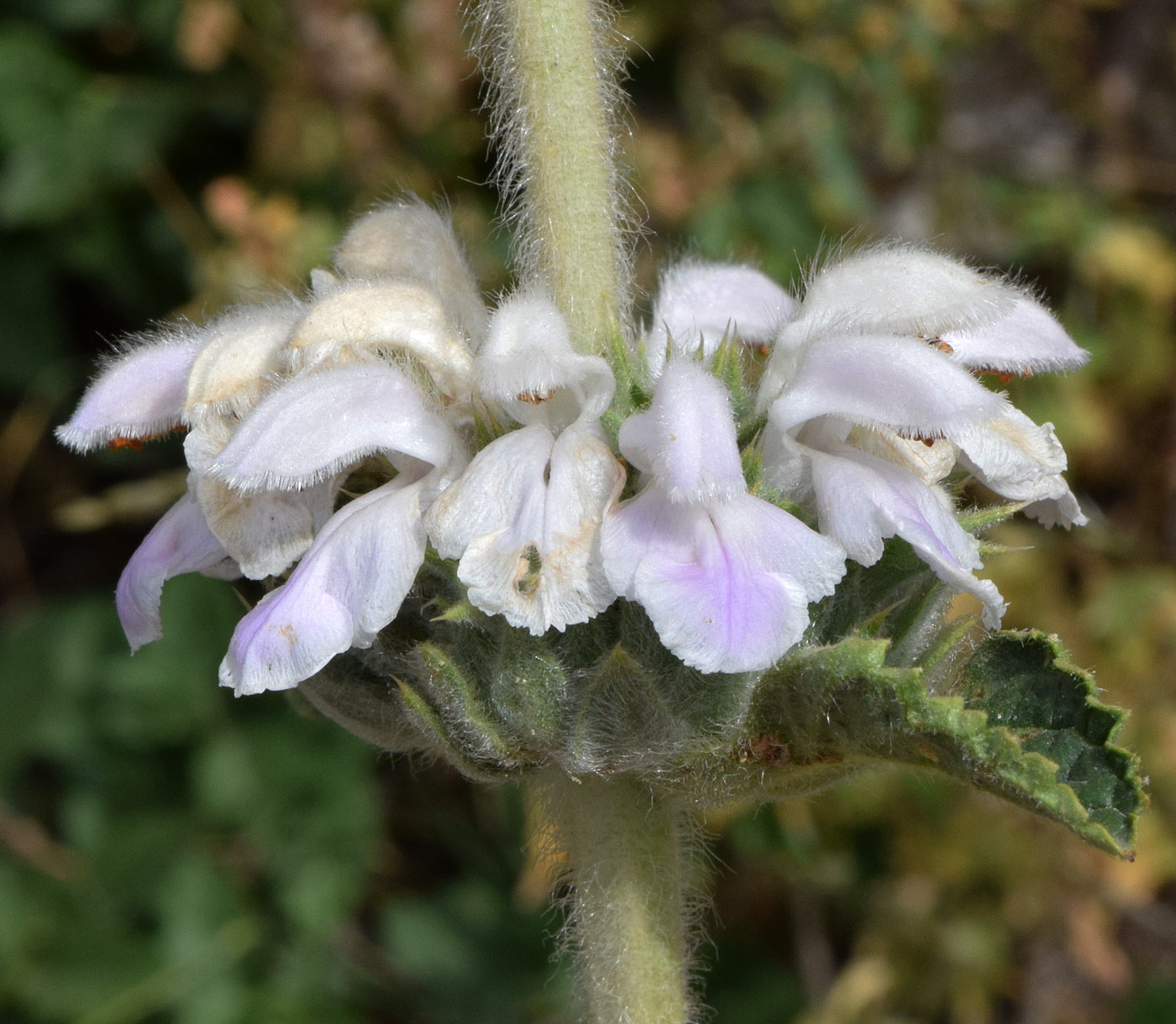 Image of Phlomoides ostrowskiana specimen.