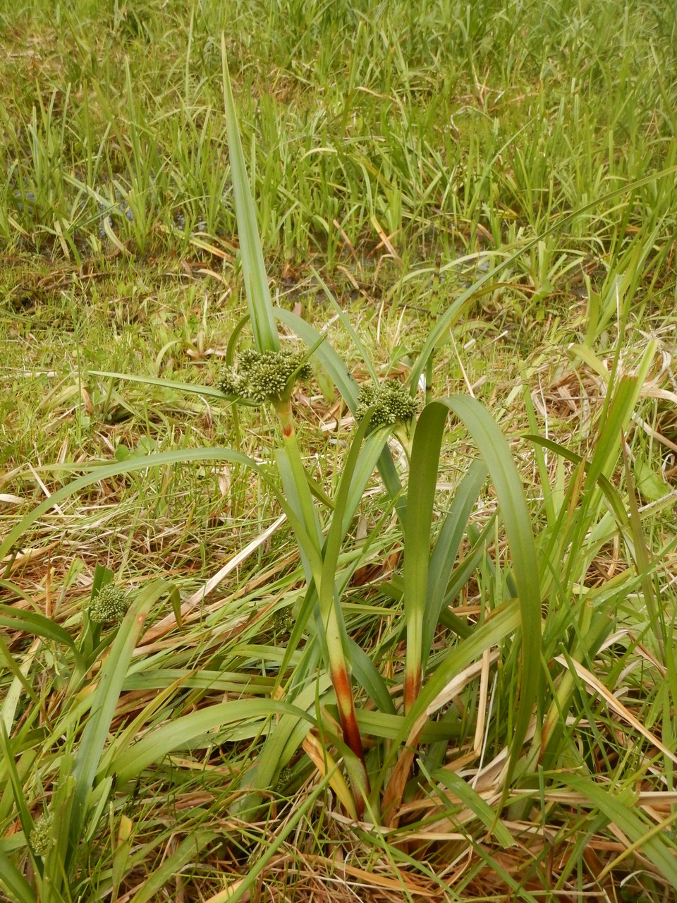 Image of Scirpus microcarpus specimen.