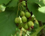 Crataegus submollis