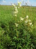 Filipendula ulmaria