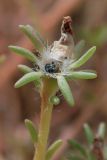 Portulaca grandiflora. Верхушка побега с вскрывшимся плодом. Узбекистан, г. Ташкент. 21.09.2013.