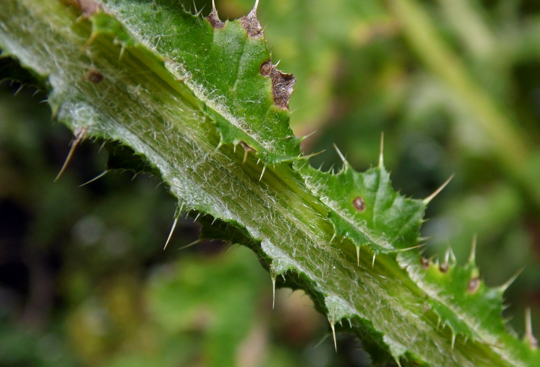 Изображение особи Carduus crispus.